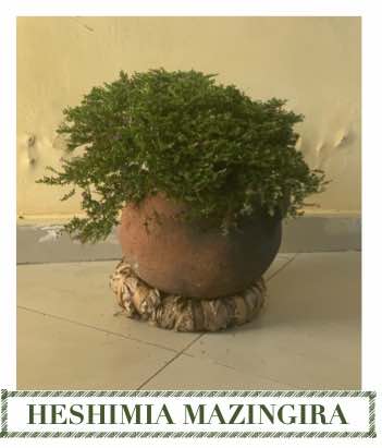 La sous-traitance dans le secteur de l’environnement  en RD Congo : qu’en est-il des études environnementales ?